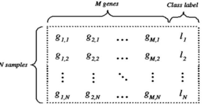 Fig. 1. An example of N × M microarray dataset where N is the number of samples, M is the number of genes and {l i | i = 1, 2, · · · , N } is the class labels.
