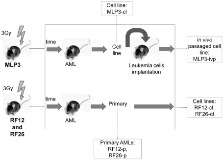 Figure 1: Schematic showing the origin of AML materials used in the study. CBA/H mice were irradiated with 3 Gy x-rays, AMLs RF12, RF26 and MLP3 presented following several months latency