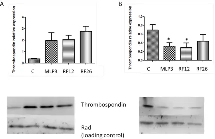 Figure 6: Western blot analysis of Thrombospondin 1 expression in the primary and in vivo passaged samples A