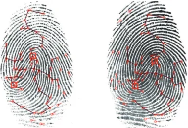 Figure 1: A sample fingerprint minutiae matching diagram generated by using fingerprint software and data from NEUROtechnology 1 .