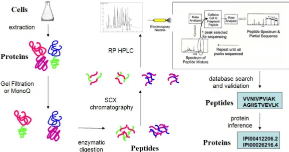 Figure 1.3  Shotgun proteomics protocol.  This figure shows an example proteomics  protocol from cells to a list of proteins inferred to be in the cells