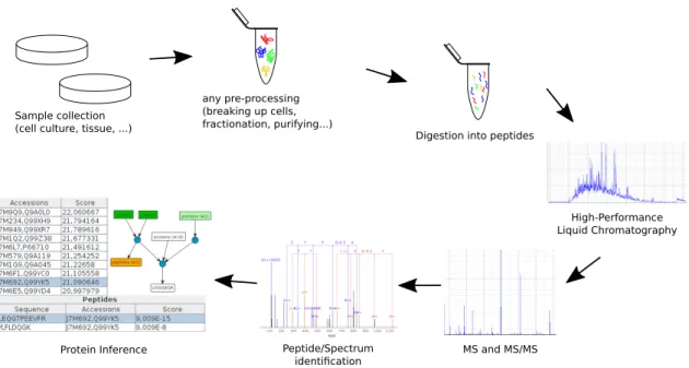 Figure 2.1: Simplified overview of a bottom-up mass spectrometry protein identification workflow