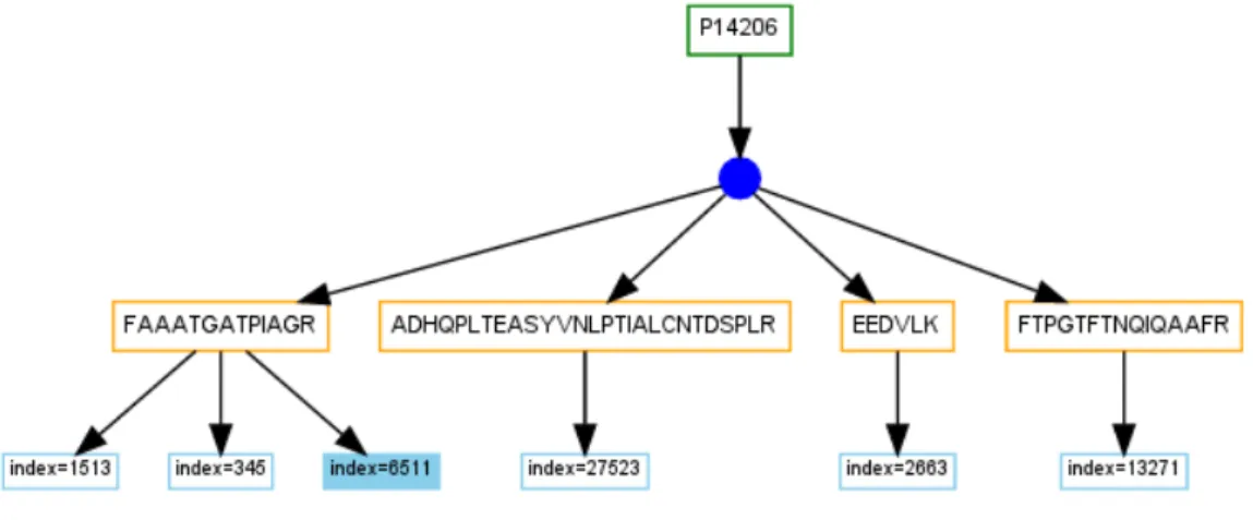 Figure 3.3: Sample of the connections between a single accession /protein, peptides and spectra