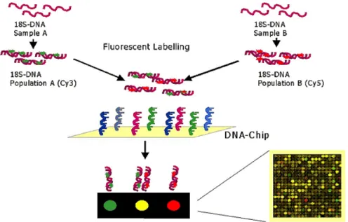 Figure 2.4: Microarray example of biological data representation [127].