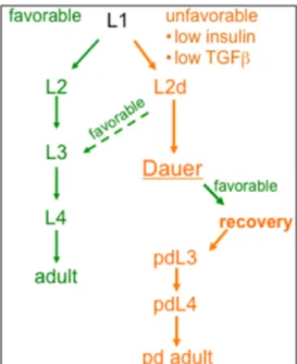 Figure 1. Continuous development and dauer formation life cycle in Caenorhabditis  elegans