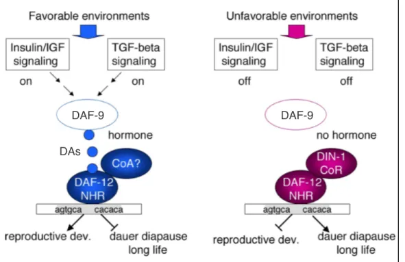 Figure 7. DAF-9-mediated DA signaling through DAF-12/NHR. From (Antebi, 2006) with  slight adaptations