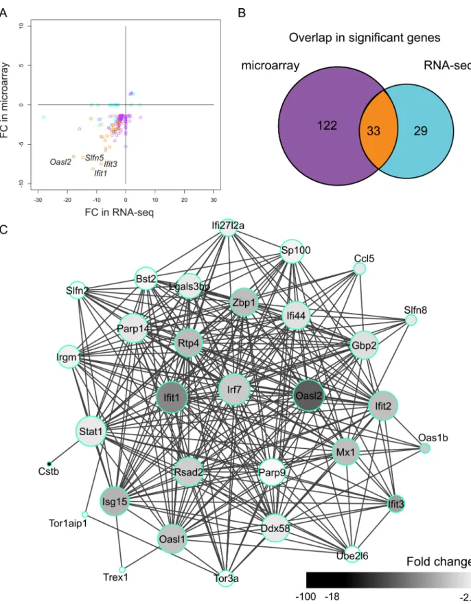 Fig 2. DEGs identified by microarray- and sequencing-based expression profiling of Cstb -/- microglia