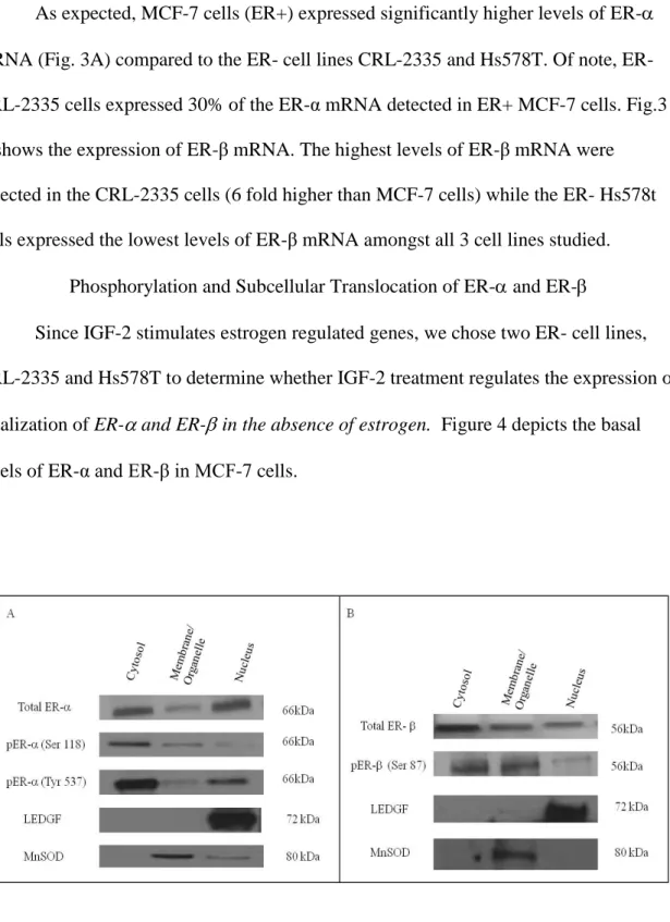 Figure 4. Western Blot of Subcellular localization of Total and Phosphorylated ER- and  ER- in MCF-7 cells