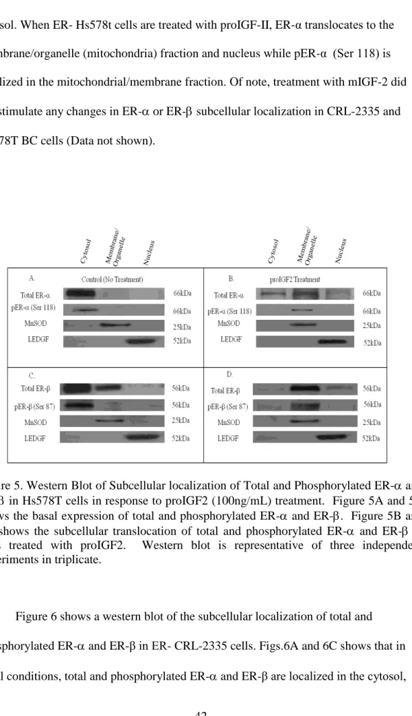 Figure 5. Western Blot of Subcellular localization of Total and Phosphorylated ER- and  ER- in Hs578T cells in response to proIGF2 (100ng/mL) treatment