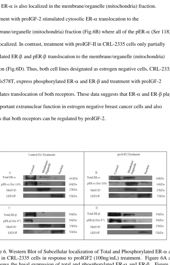 Figure 6. Western Blot of Subcellular localization of Total and Phosphorylated ER- and  ER- in CRL-2335 cells in response to proIGF2  (100ng/mL) treatment