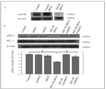 Figure  7  A&amp;B.    Western  Blot  of  Total  and  Phosphorylated  expression  of  ER-  in  Hs578T  cells  treated  with  IGF-1R  siRNA  
