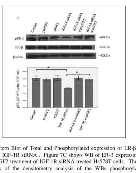 Figure  7  C.  Western  Blot  of  Total  and  Phosphorylated  expression  of  ER-  in  Hs578T  cells treated with IGF-1R siRNA 