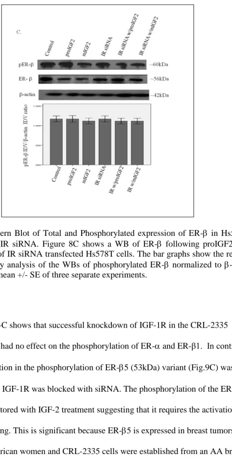 Figure  8  C.    Western  Blot  of  Total  and  Phosphorylated  expression  of  ER-  in  Hs578T  cells  treated  with  IR  siRNA