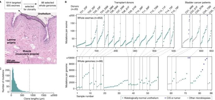 Fig.  1.  Detection  of  somatic  mutations  in  bladder  by  laser  microdissection  and  low-input  sequencing