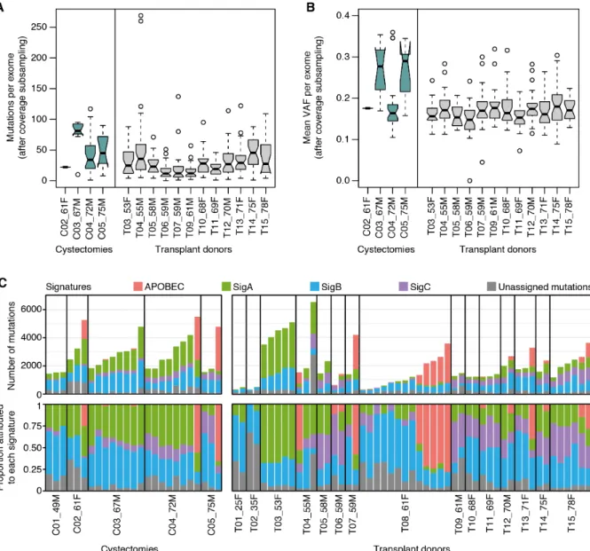 Fig. S14. Mutation burden, VAFs and signatures in bladder cancer patients. 