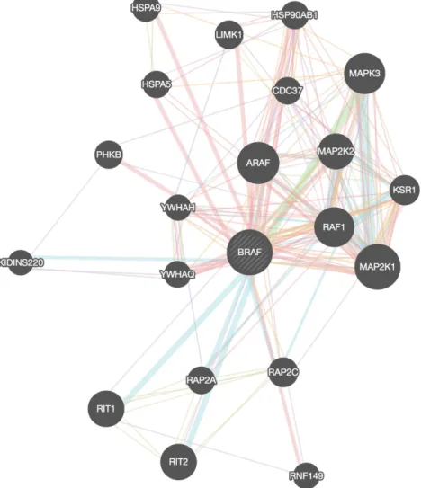 Figure 4.5: GeneMANIA BRAF-related network with K = 20. Key: Pink = Physical interactions; Purple = Co-expression; Orange = Predicted; Light Blue