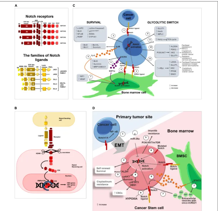 FIGURE 1 | Notch pathway promotes drug resistance by regulating cancer cell survival, glycolytic switch and cancer stem cells