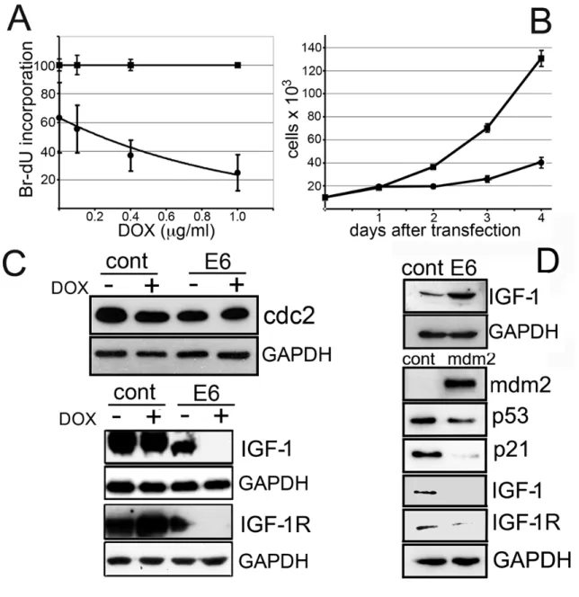 Figure 4. E6 induction in S-HML suppresses DNA synthesis and causes cell growth  arrest