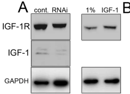 Fig.  8.  IGF-1  regulates  IGF-1R  expression  levels  in  S-HML.    (A)  S-HML  were  transfected either with a control siRNA (cont.) or with a validated siRNA targeting the  IGF1  mRNA  (RNAi;  1  nmole/10 6   cells)