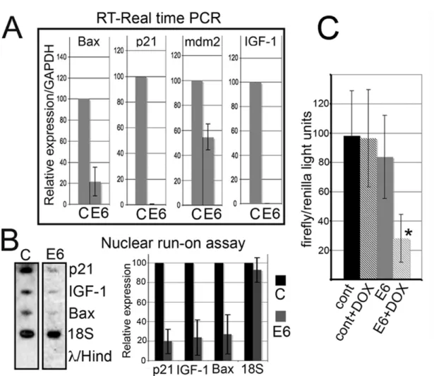 Figure 9. E6 induction in S-HML causes transcriptional repression at p53-regulated  promoters