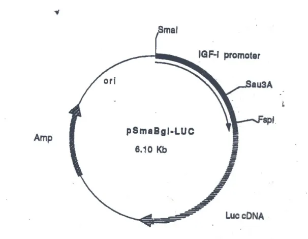 Fig. 10. Map of pSmaBgl-LUC plasmid. Plasmid map provided by Dr Renato Baserga  (see also ref
