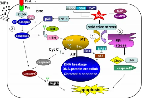 Figure 2: The ENP induced apoptosis pathways The ENPs induce two intrinsic pathways and one extrinsic death receptor pathway