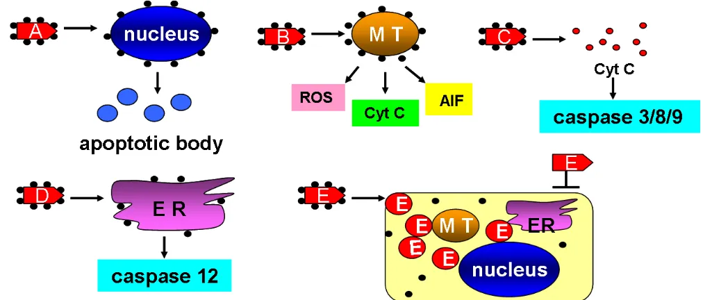 Figure 3: ENPs can be used as nano-carriers in cancer therapy. A. ENPs were constructed with nucleus-targets and caused its deformation and induced apoptotic bodies