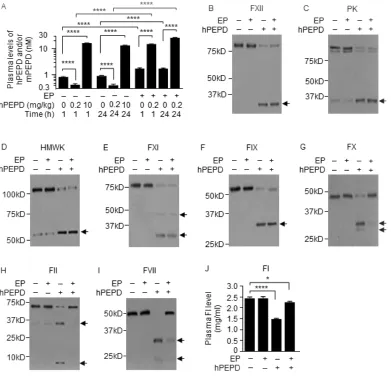 Figure 1: PEPD degradation in the plasma. A. Plasma PEPD concentrations in WT mice treated with EP and/or hPEPD