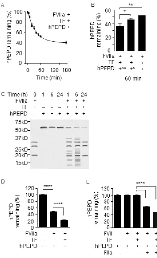 Figure 2: hPEPD degradation by FVIIa. A. hPEPD (90 nM) was incubated with FVIIa (10 nM) plus TF (10 nM) in CaCl2-containing phosphate-buffered saline (PBS) at room temperature (RT), and then measured at different times for remaining hPEPD by enzymatic acti