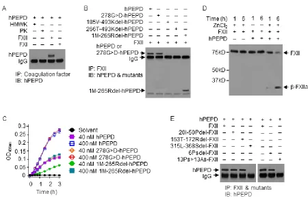 Figure 3: hPEPD binds to PRD in FXII and activates FXII. A., B. hPEPD or a mutant (40 nM) was incubated with a blood coagulation factor (0.5 µM) in PBS at 37 oC for 2 h, followed by immunoprecipitation (IP) and IB
