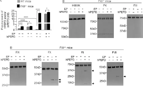 Figure 4: FXII initiates plasma PEPD degradation. A. Plasma PEPD concentrations in control mice and mice treated with EP, hPEPD, or EP plus hPEPD