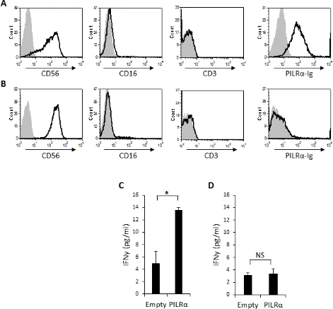 Figure 3: PILRα-Ig binds some CD56 bright NK clones and causes IFNγ secretion. A., B. FACS staining of isolated CD56bright, CD16negative, CD3negative NK clones