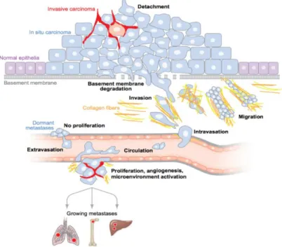 Fig. 2.1 Schematic of intravasation of tumor cells from the epithelial tissue through the endothelium  resulting in tumor migration to secondary tumor sites [9]