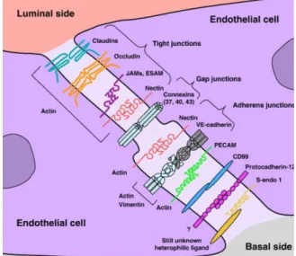 Fig. 2.3 Tight, gap and adherens protein complex structures in endothelial cells [19] .