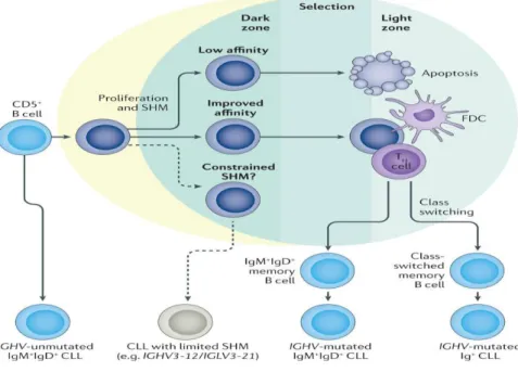 Figure  1.2.  Cellular  origin  of  mutated  (M)  and  Unmutated  (U)  CLL  cells  via  T  cell  dependent and T cell-independent B cell responses