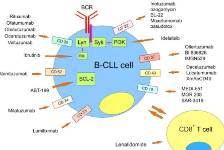 Figure 1.3 Current and Future monoclonal antibodies as frontline treatment of Chronic  Lymphocytic leukemia