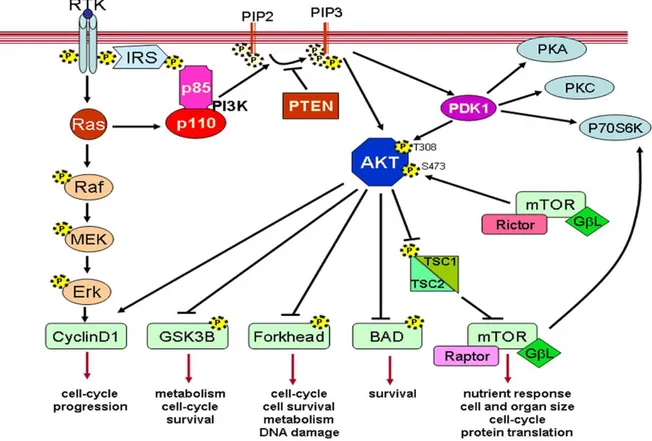 Figure  1.6.  AKT/P13K  signal  transduction  pathway .  The  P13K  is  required  to  activate  AKT/mTOR  pathway  and  together  they  regulate various  aspects  of  cellular  development  such  as  cell  cycle progression, apoptosis and cell survival (Ca