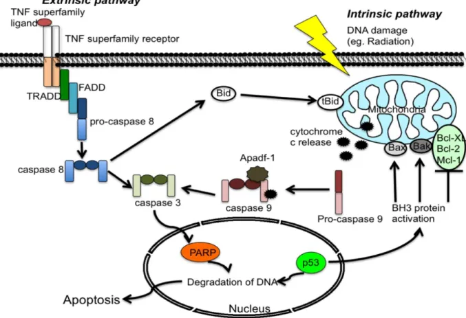Figure  1.9.  Schematic  overview  of  extrinsic  (Mitochondria  independent)  and  intrinsic  (Mitochondria  dependent)  apoptosis  pathways