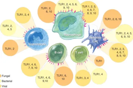 Figure  1.11.  Expression  of  Toll  like  receptors  (TLR)  on  leukocytes .  Each  of  these  TLRs  detects different subsets of pathogens (Cognasse et al., 2015)