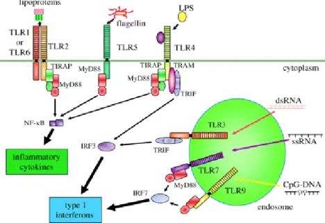 Figure 1.12. Schematic diagram of TLR ligands and signalling pathways .  TLR receptors  recognize  different  microbial  components:  the  heterodimer  of  TLR4  and  MD-2  recognizes  lipopolysaccharide (LPS); TLR2 recognizes triacyl and diacyl portions o