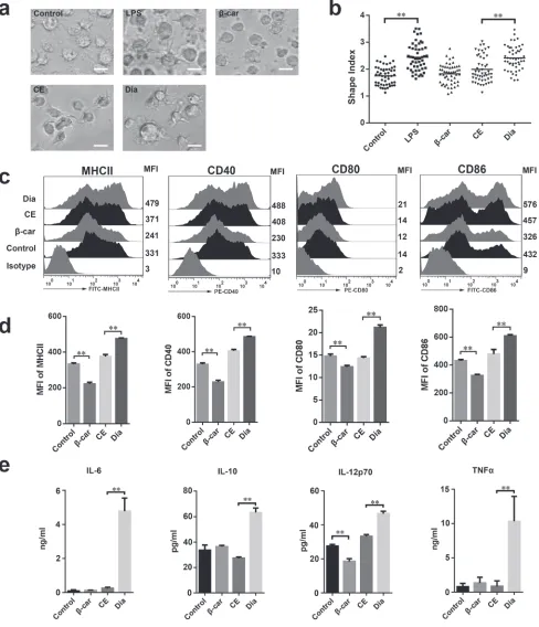 Figure 2: Dia induced dendritic cells (DCs) maturation.  a. DCs were treated with DMSO (equal volume to Dia, as control), LPS (10 ng/ml), β-carotene (β-car) (1 μM), CE (equal volume to Dia) or Dia (1 μM) respectively for 24 hours and morphology of DCs dend