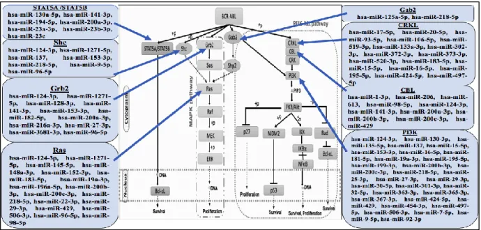 Fig. 2 miRNAs that target the components of CML signaling pathways 