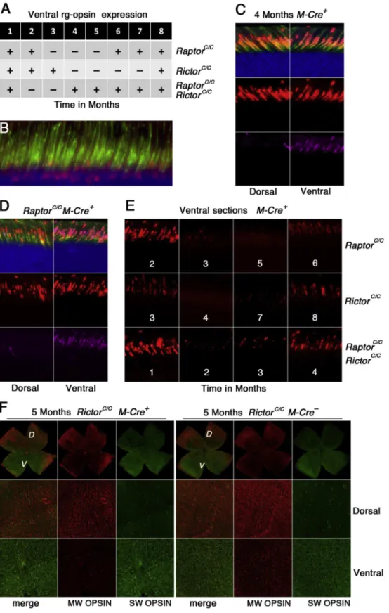 Fig. 7. Reduction in ventral MW-OPISIN expression. (A) Table summarizing the time windows in which loss of Raptor, Rictor and loss of both cause a reduction in ventral MW-OPSIN expression (plus sign: ventral MW-OPSIN present; minus sign: ventral MW-OPSIN a