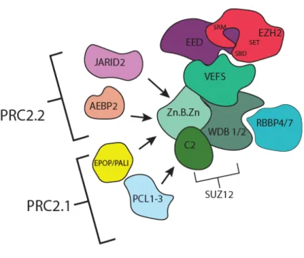 Figure 6. The assembly of PRC2 core subunits with accessory components into PRC2.1 and PRC2.2  subsets 