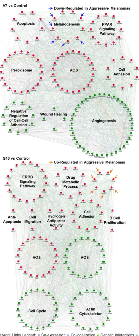 Figure 7: Gene networks associated with signaling pathways and prognostic signatures after reprogramming the AOS network in A7 and G10