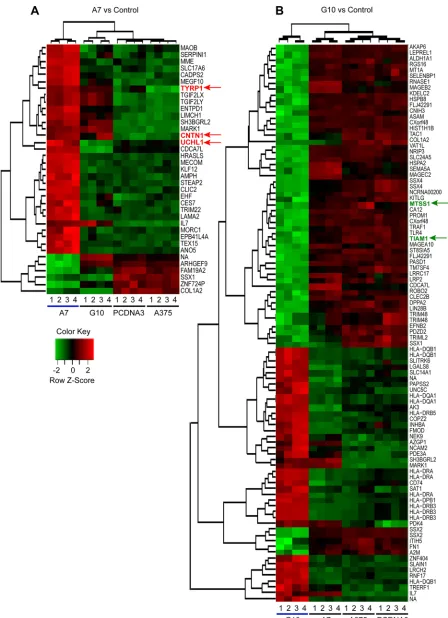 Figure 1: Differential gene expression and clustering analysis of upregulated and downregulated genes in A7 (A) and G10 (B) cells