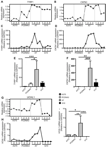 Figure 2: Validation of microarray data by qPCR analysis of selected A7 upregulated genes: TYRP1, CNTN1 and UCHL1