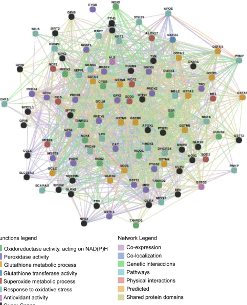 Figure 5: Network of 111 genes associated to the antioxidant system. The AOS network was manually designed to be analyzed by GSEA