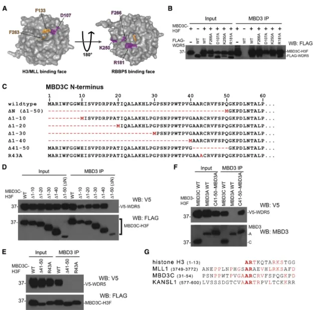 Figure 2. The WDR5 Histone H3 Binding Pocket Is Required to Bind MBD3C