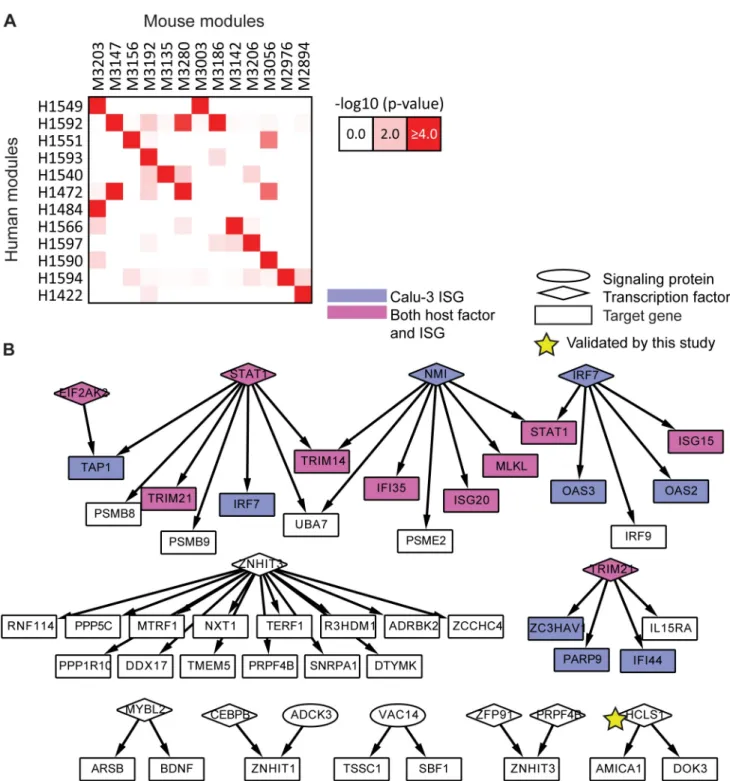 Fig 4. Conservation between human and mouse subnetworks. A. Modules conserved between human and mouse